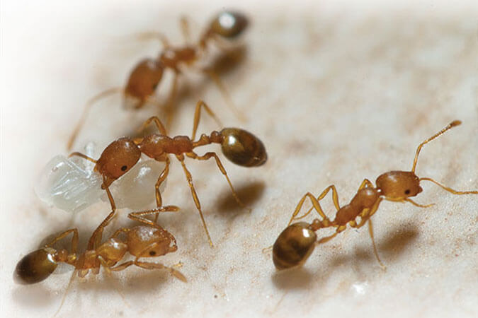 Pharo ants are uncommon in Charleston South Carolina but this image shows what they look like