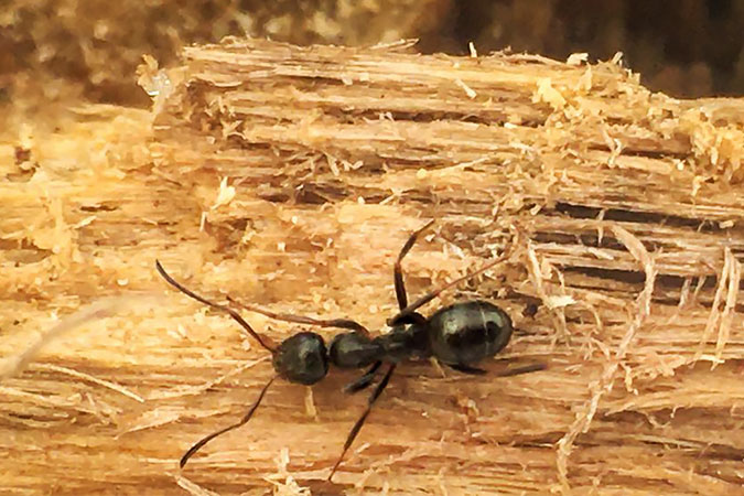 Carpenter ants attack exposed wood