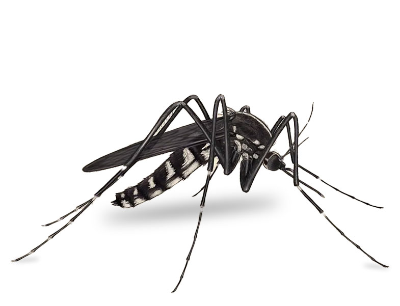 large black mosquito