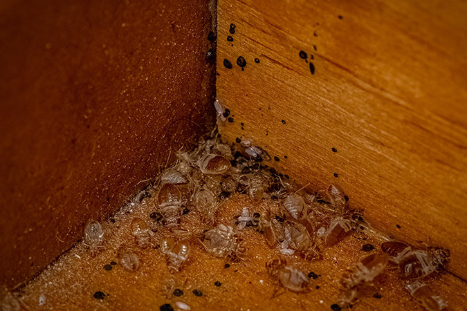 a group of bed bugs on a wood surface