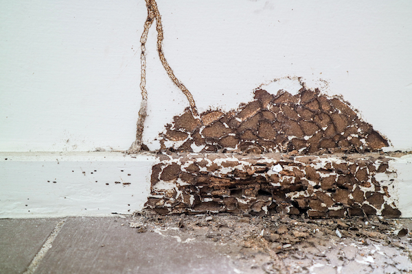 Termite Control Charleston SC